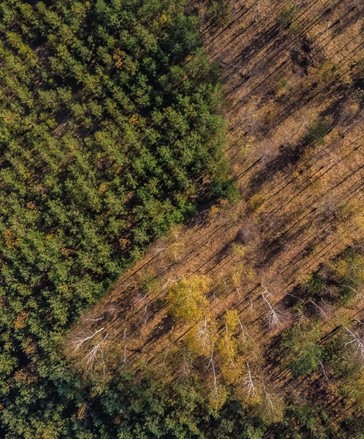 CC4FOREST newsletter